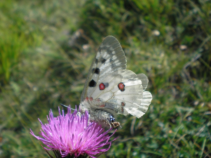 Stanno volando le Apollo sull''Appennino?