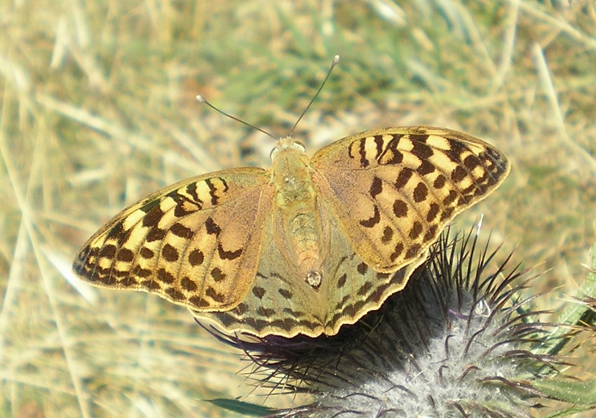 Argynnis pandora? - No, Argynnis paphia