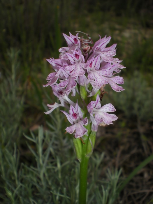 orchidee perugine da id.