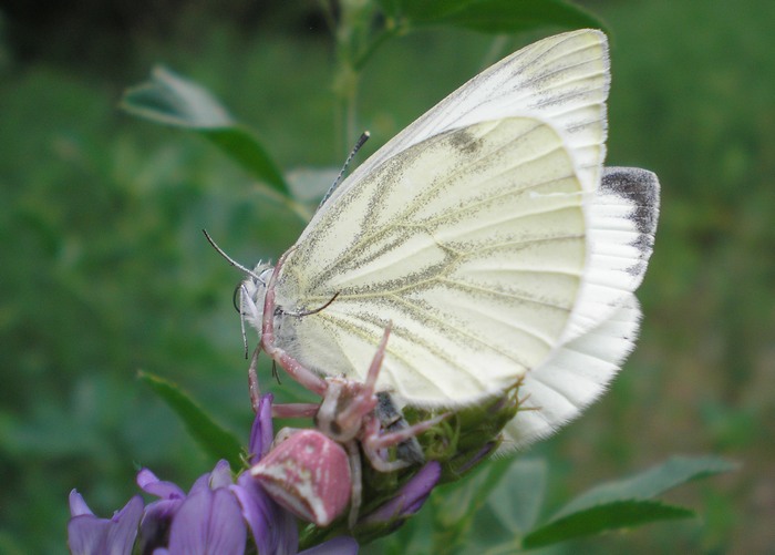 Thomisus onustus; Misumena vatia