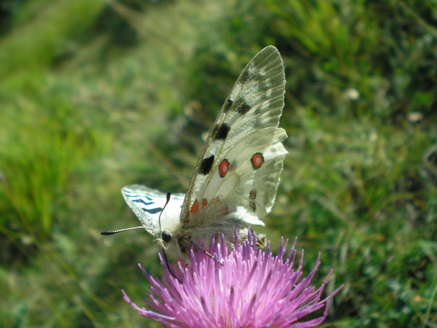 Stanno volando le Apollo sull''Appennino?