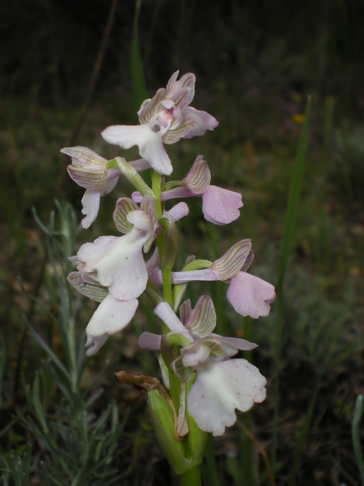 orchidee perugine da id.