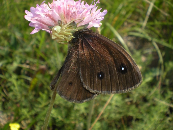 Thomisus onustus; Misumena vatia