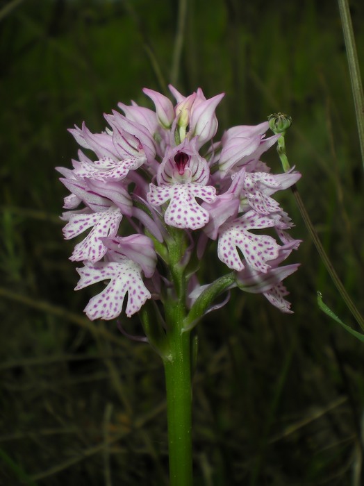 orchidee perugine da id.