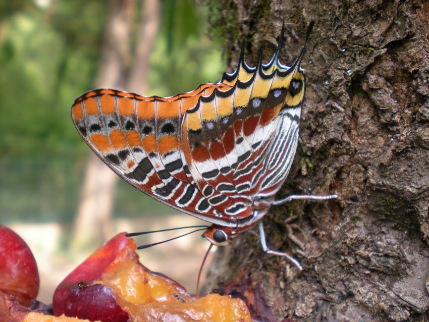 La pi bella del reame - Charaxes jasius