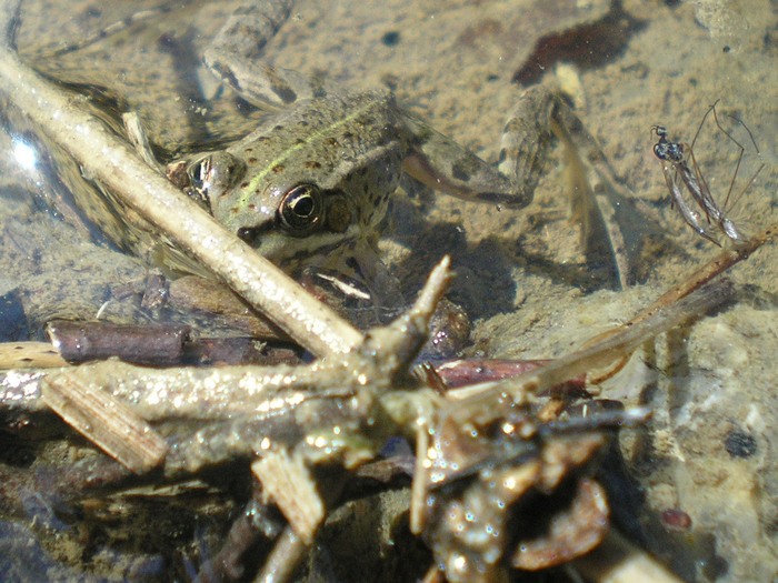 quale tritone? per esperti, viste le foto! L. vulgaris