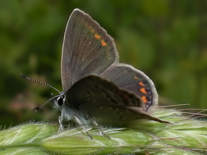 Polyommatus icarus da confermare