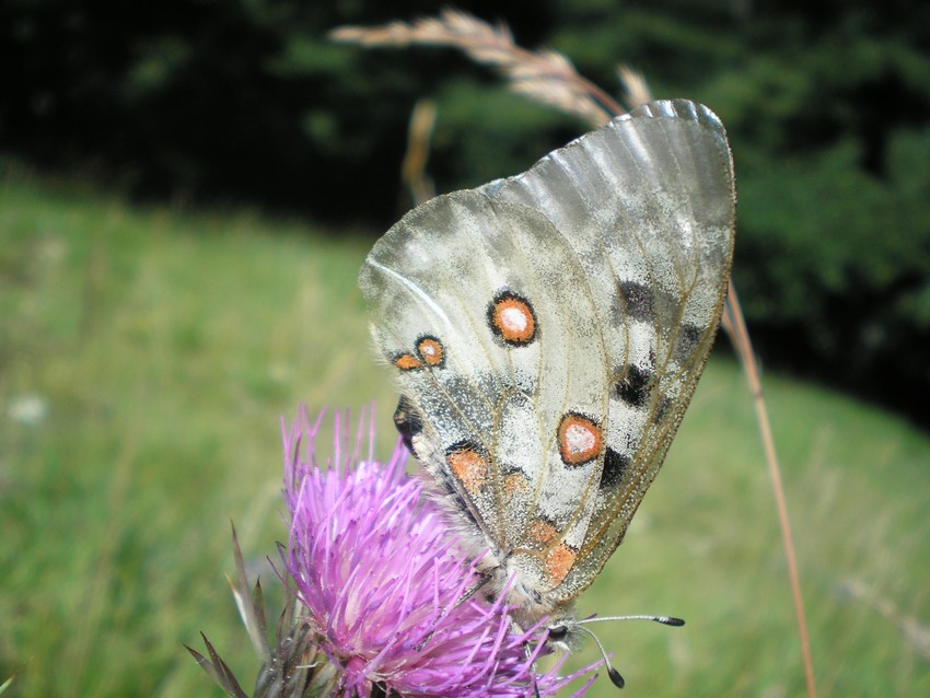 Stanno volando le Apollo sull''Appennino?