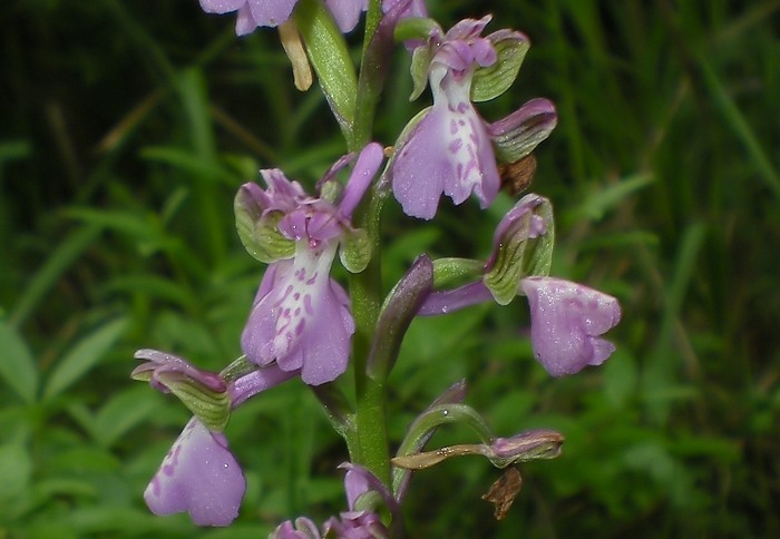 orchidee perugine da id.