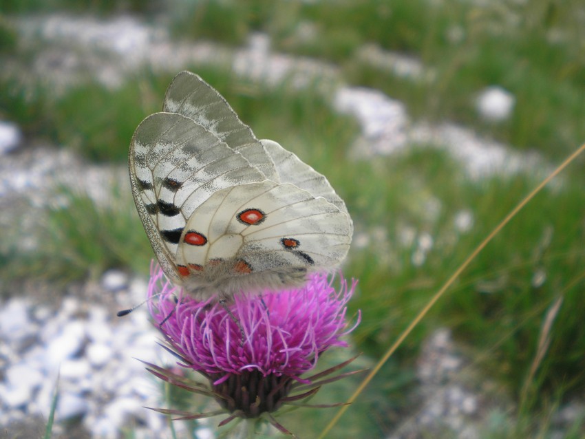 Stanno volando le Apollo sull''Appennino?