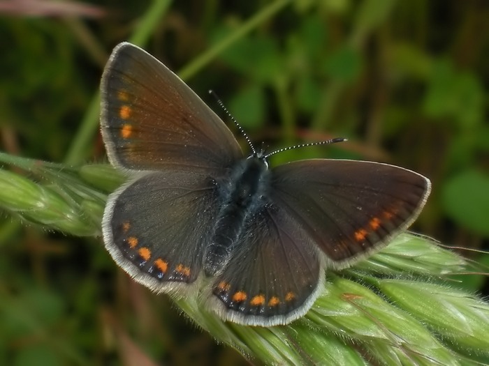 Polyommatus icarus da confermare