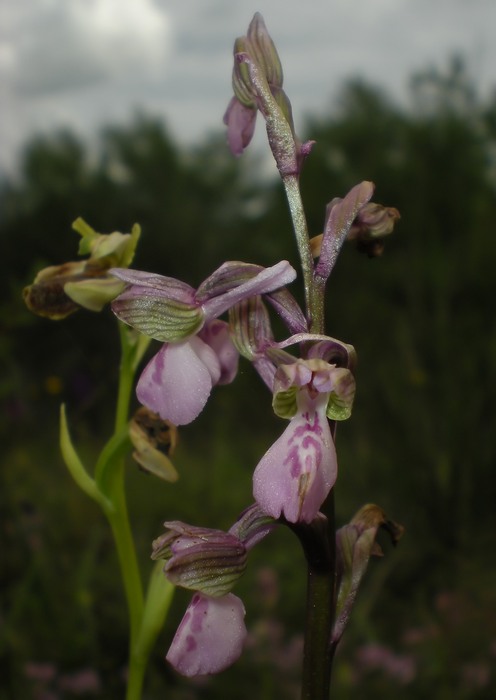 orchidee perugine da id.