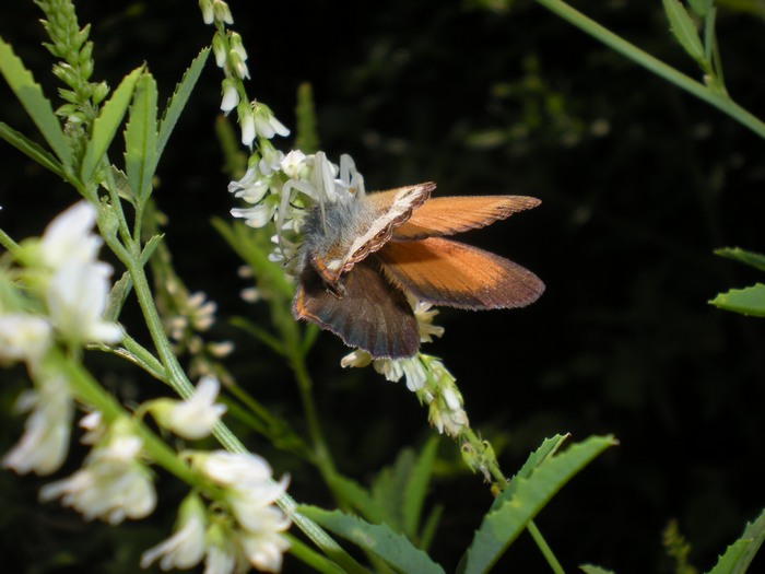 Farfalle sul roveto