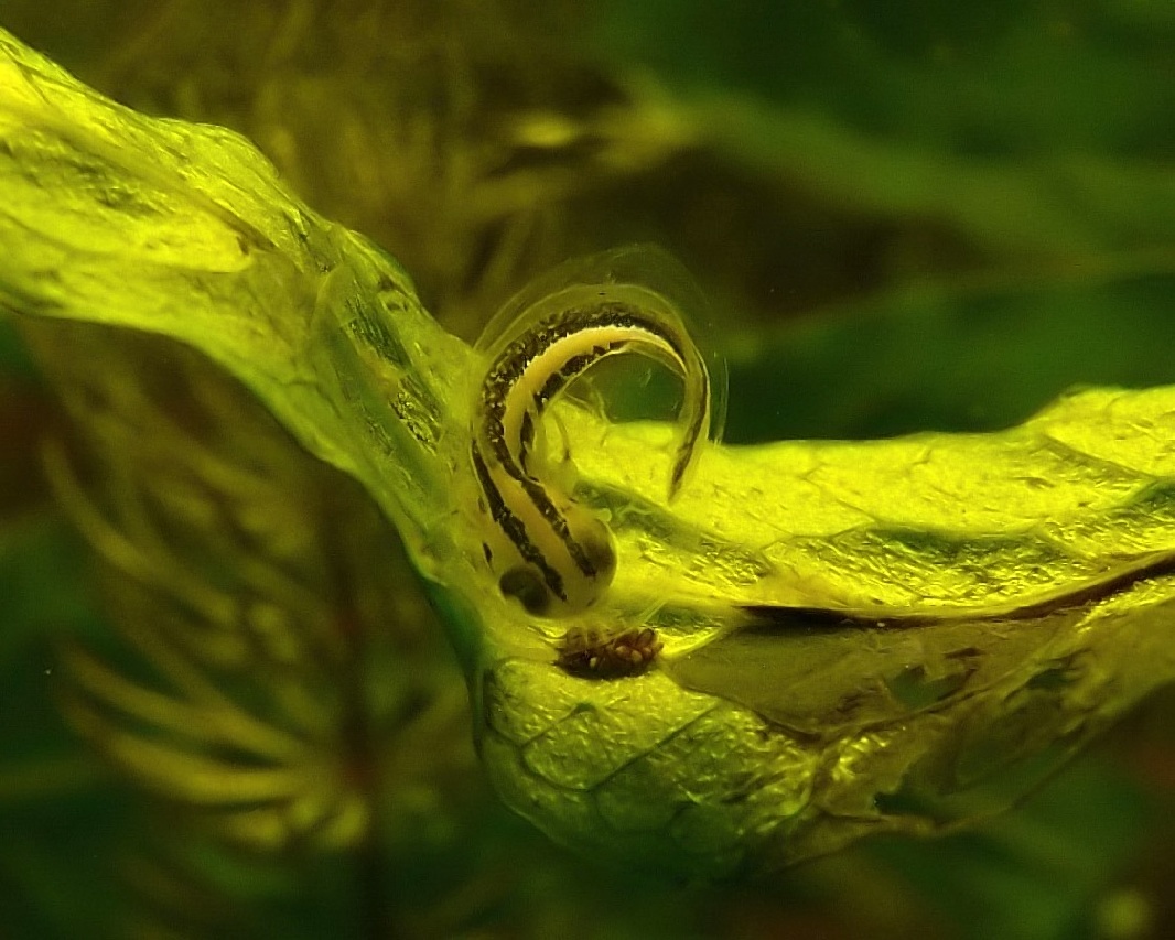 I Terracquari del Centro di Entomologia - Piombino (LI)