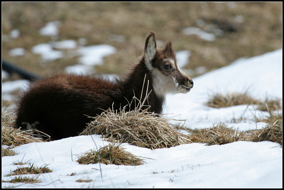 Camosci al Gran Paradiso - Rupicapra rupicapra