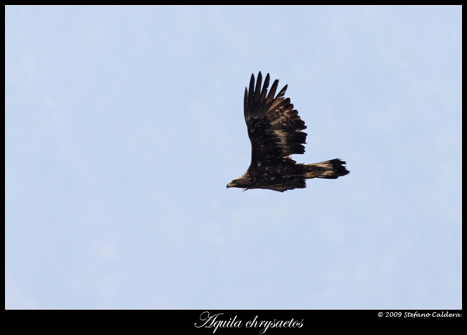 Aquila reale