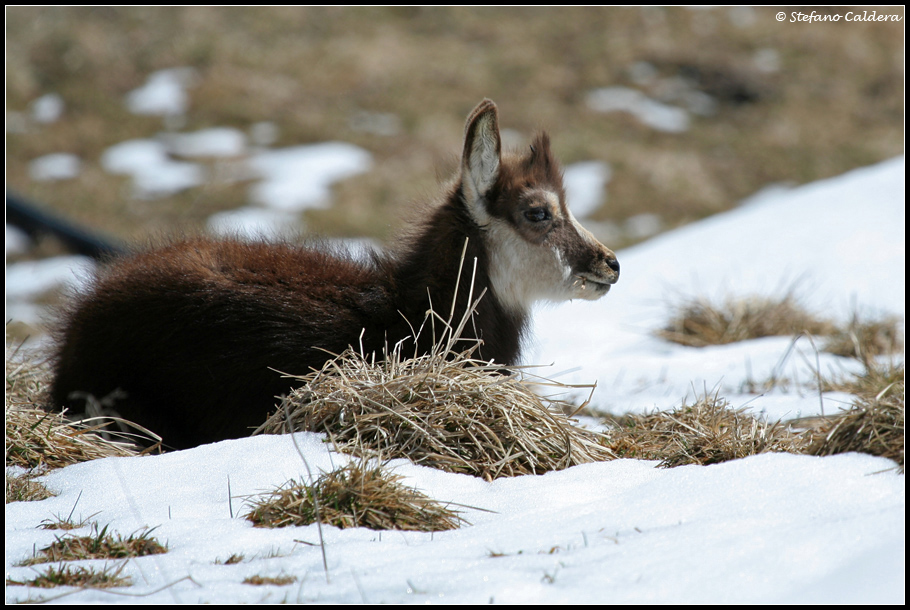 il Gran Paradiso e i suoi animali