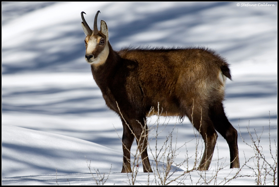 il Gran Paradiso e i suoi animali