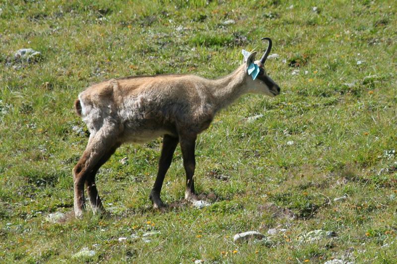 Perch questa evidente marcatura?