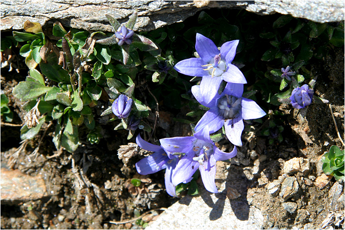 Campanula cenisia / Campanula del Moncenisio