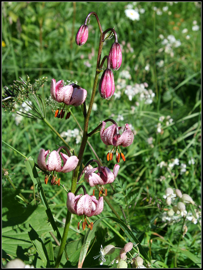 Lilium martagon / Giglio martagone (una curiosit)