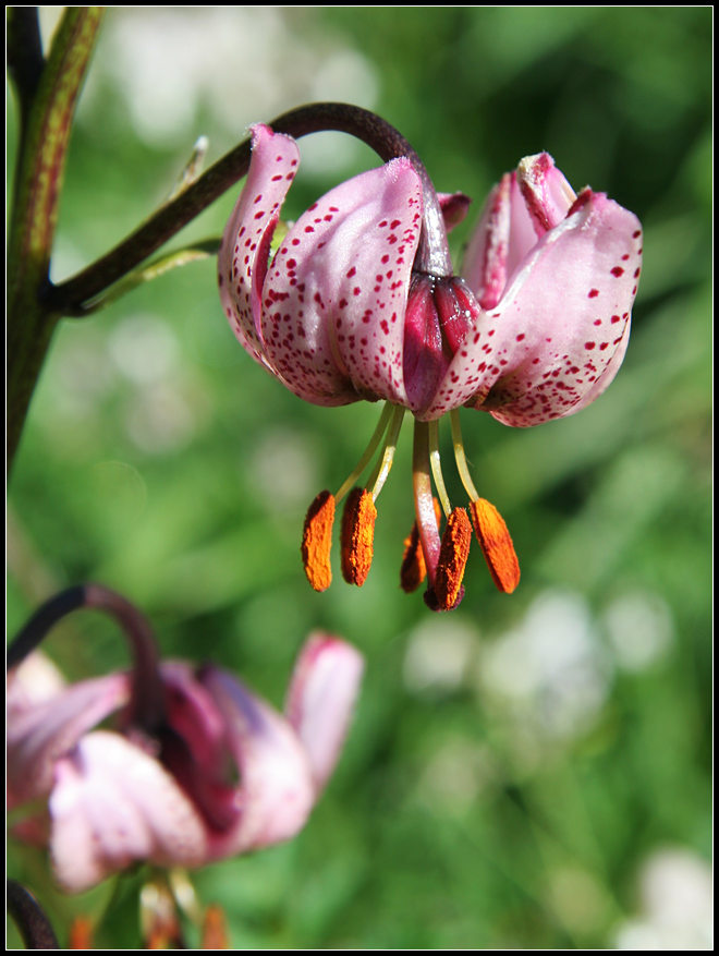 Lilium martagon / Giglio martagone (una curiosit)