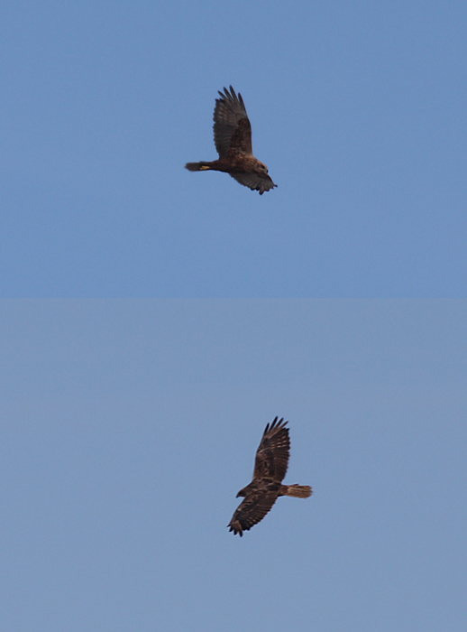 Rapace da id [Falco di palude a 3300m]