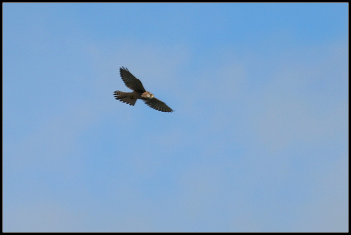 Rapace da identificare