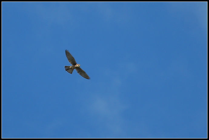 Rapace da identificare