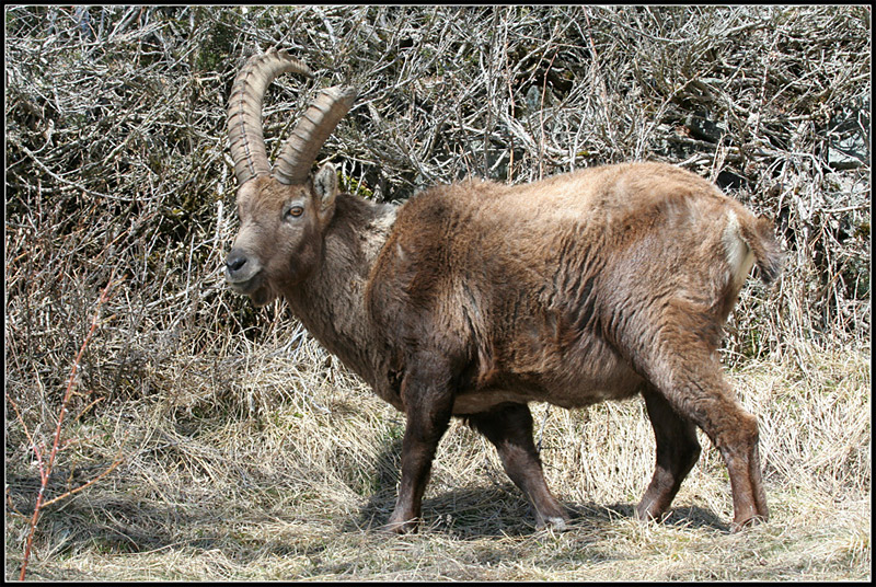 il Gran Paradiso e i suoi animali