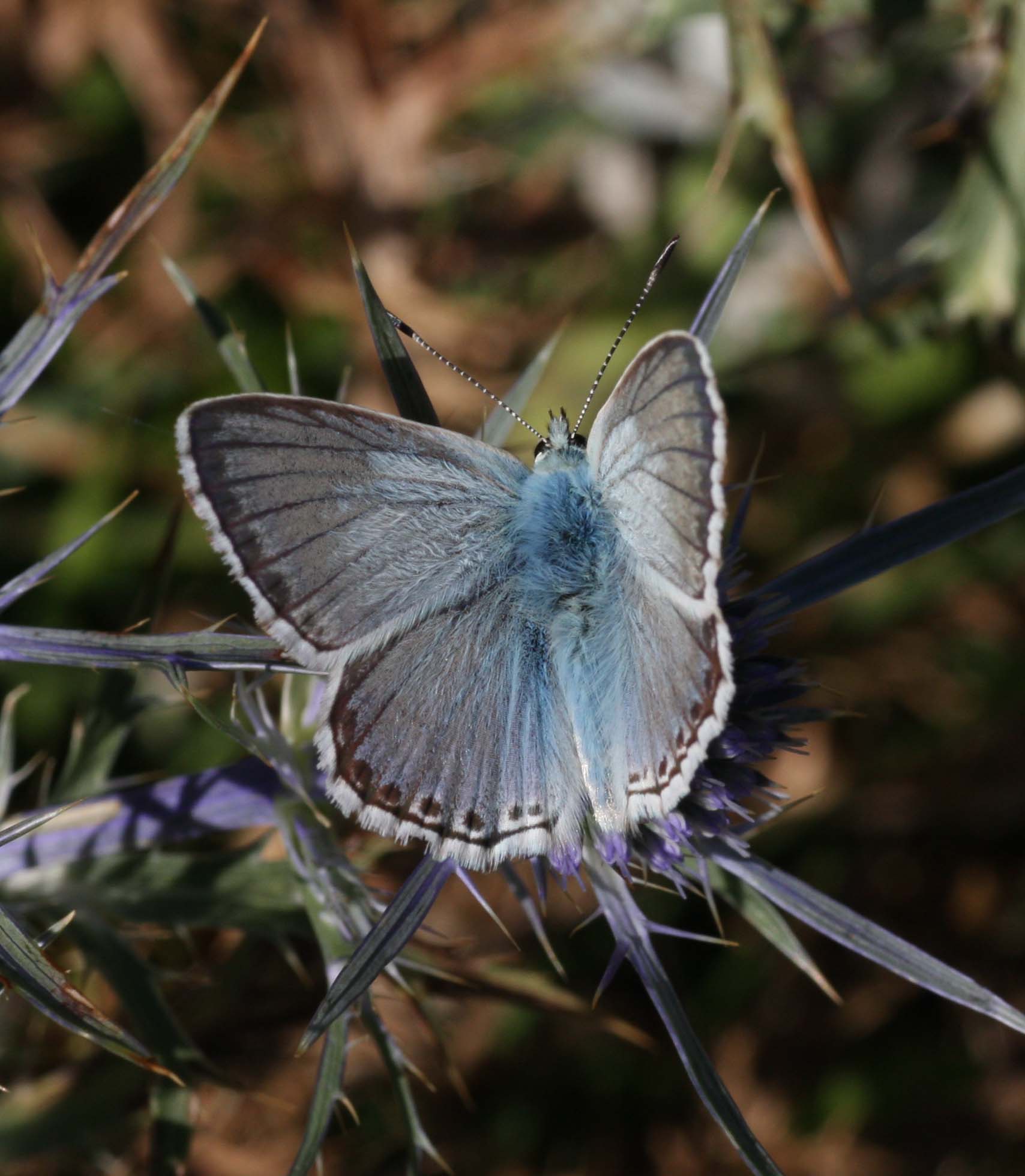 Polyommatus?