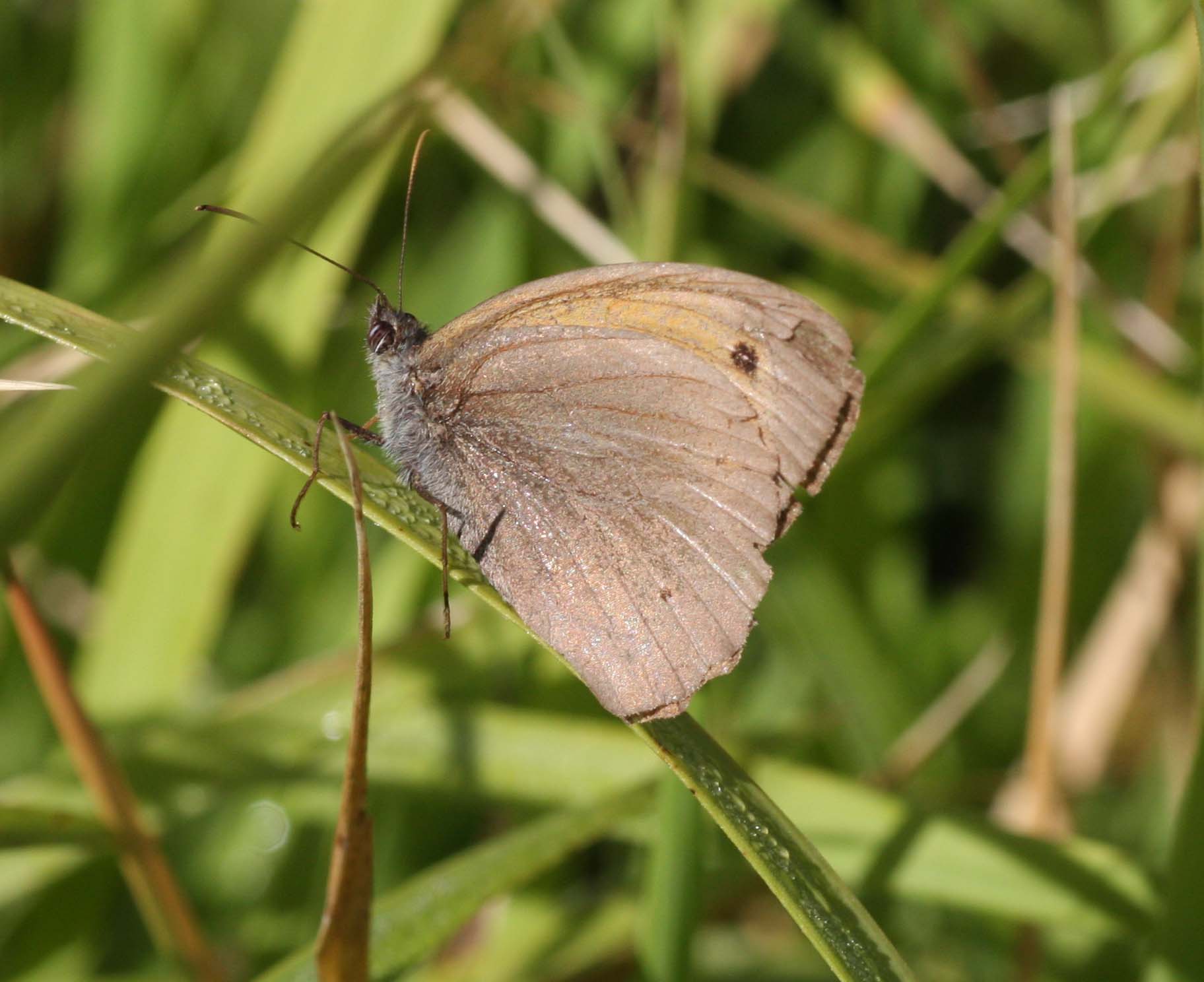 Maniola o Coenonympha? - Maniola jurtina