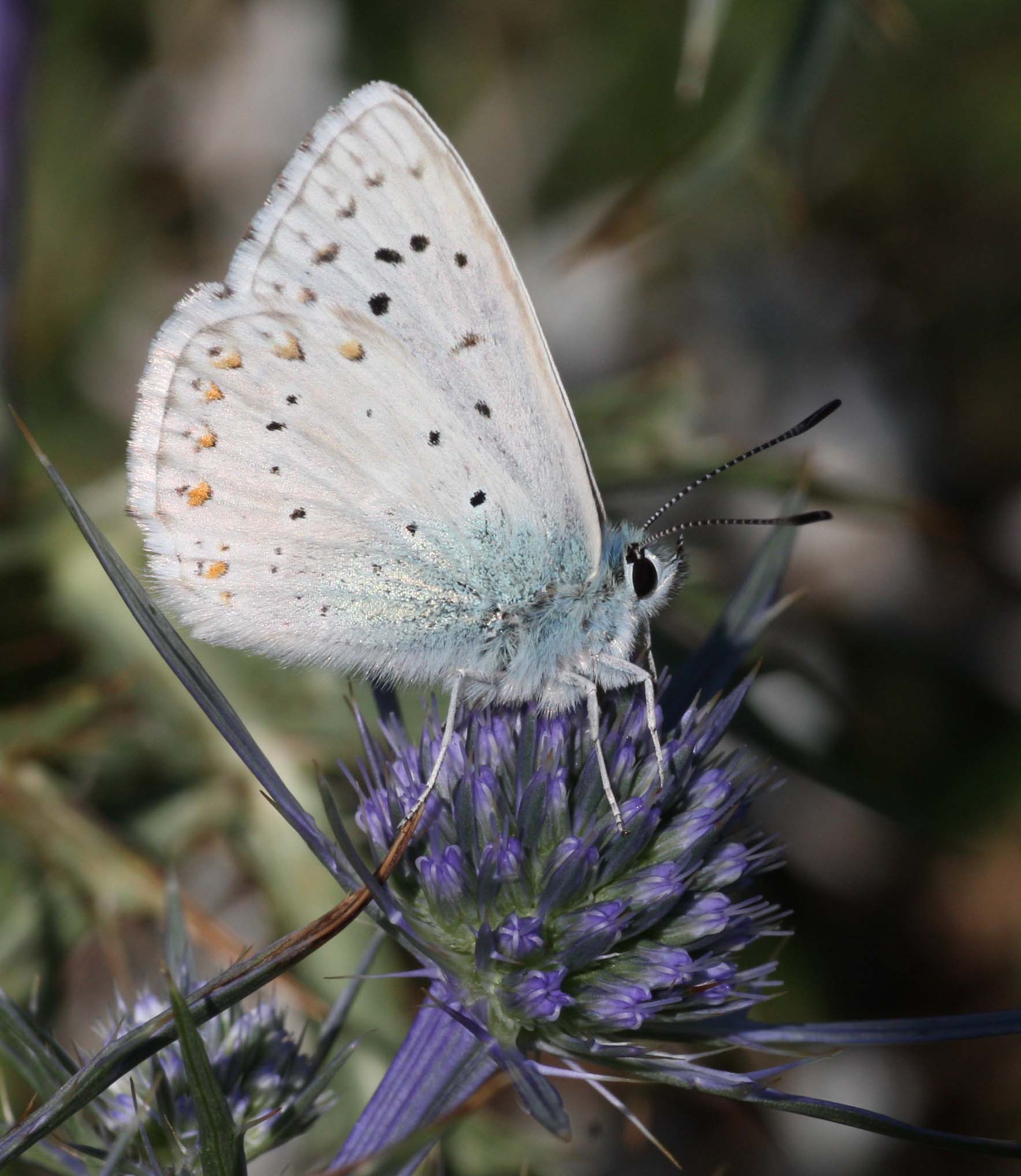 Polyommatus?