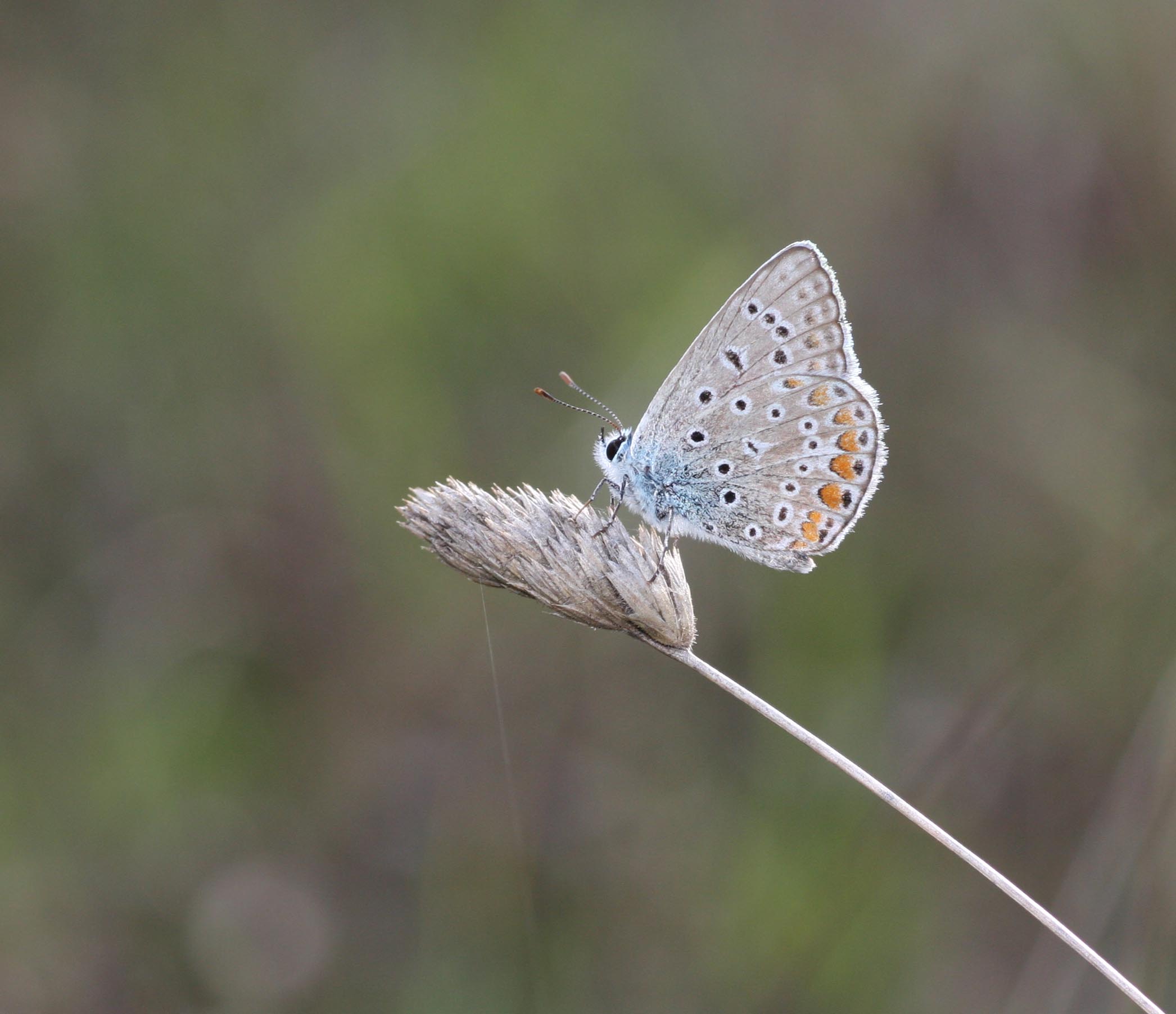 Polyommatus?