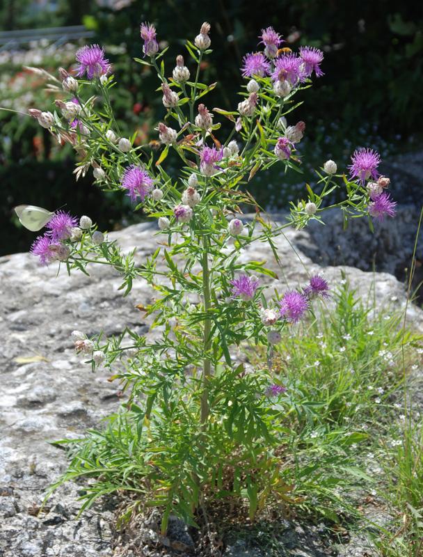 Centaurea  deusta e Euonymus japonicus