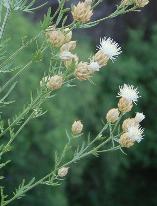 Grecia: Centaurea chrysocephala