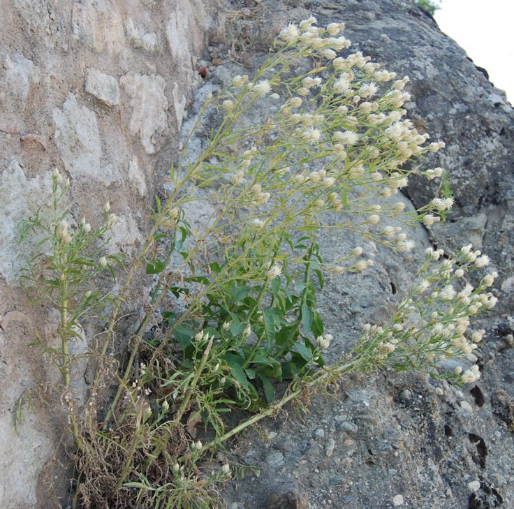 Grecia: Centaurea chrysocephala