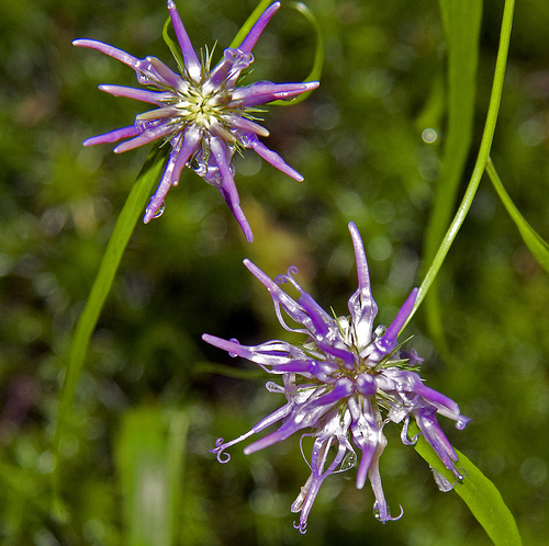 Phyteuma scheuchzeri