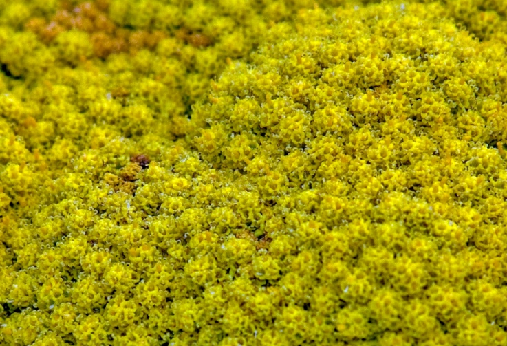 achillea filipendulina