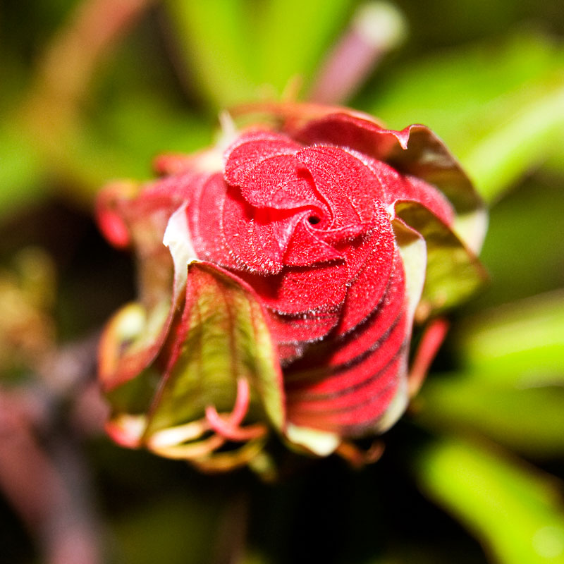 fiore ... notturno