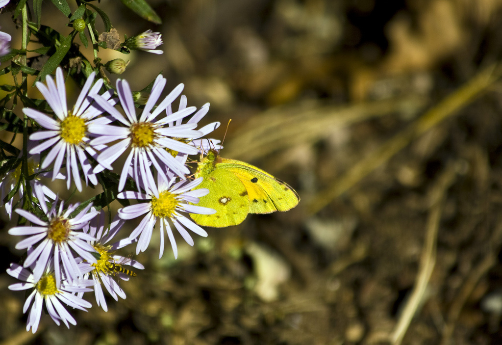 Colias crocea