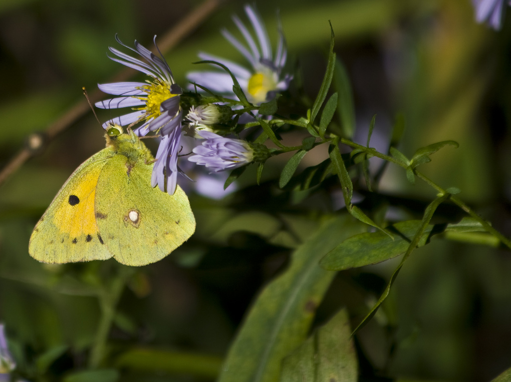 Colias crocea