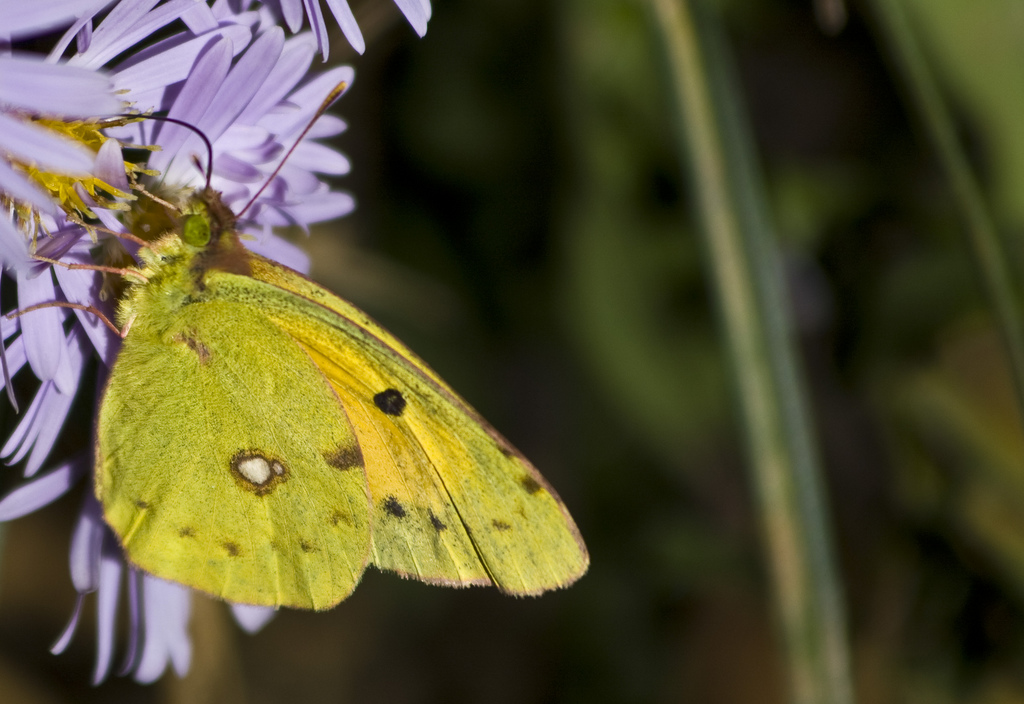 Colias crocea