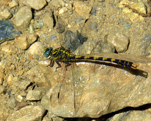 Cordulegaster ... misteriosa... - Onychogompus uncatus