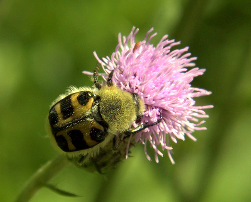 trasparenze vegetali