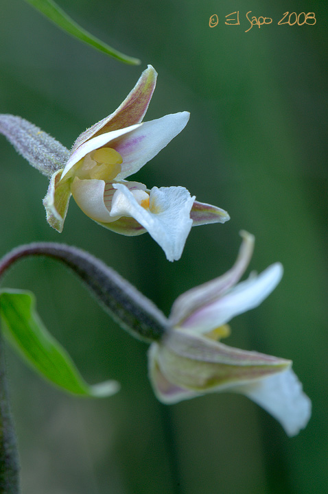 Epipactis palustris