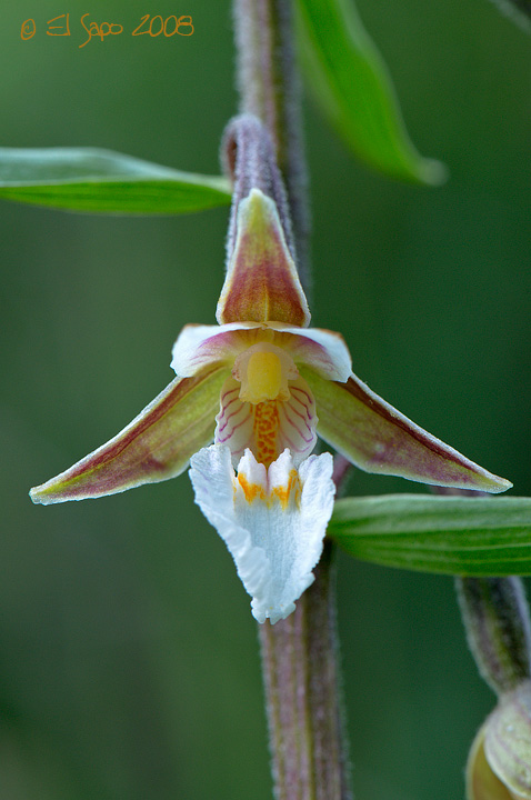 Epipactis palustris