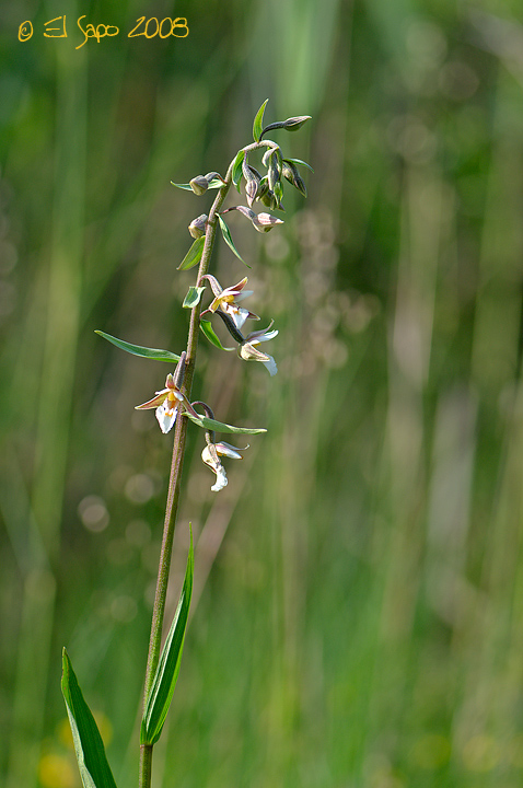 Epipactis palustris