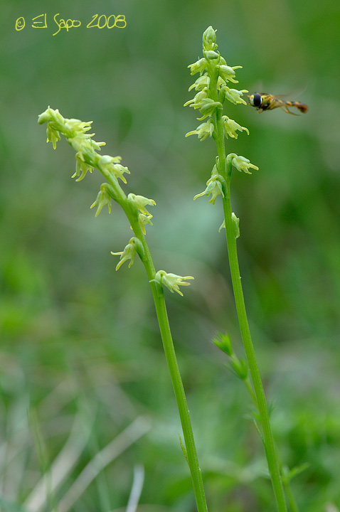 Herminium monorchis