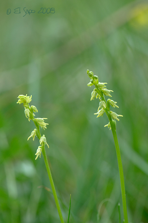 Herminium monorchis